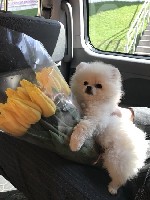 Международная перевозка животных по странам Болгария,  Румыния,  Германия,  Польша,  Чехия,  Франция,  Италия,  Испания,  Венгрия ,  Австрия.  
 Стоимость доставки от 150 евро
Также можем предложить ...