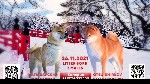 Продаются шикарные щенки Сиба ину Д.  Р.  27.11.21г.  Полный пакет документов,  РКФ,  от родителей Чемпионов! Мальчишки перспективные,  отлично подойдут для выставок,  разведения и просто для души.  Н ...