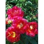 Саженцы в закрытой корневой системе от производителя в Подмосковье.  Питомник Закрытый Корень предлагает огромный ассортимент 
растений ЗКС среди которых плодовые деревья,  декоративные и плодовые ку ...