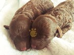 Той Пудель Ред Браун.  Toy Poodle Red Brown

Хотите купить карликового пуделя или купить той пуделя? Тогда Вам к нам.  Наши малыши здоровы и активны,  растут на свежем воздухе,  не клеточного содерж ...