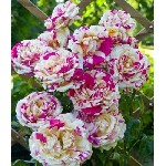 Саженцы роз с доставкой из питомника по Москве и Подмосковье в закрытой корневой системе (ЗКС).  
Питомник Закрытый Корень предлагает саженцы выращенные на полях Московской области,  Воскресенского р ...