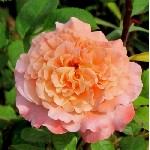 Растения объявление но. 2458094: Саженцы роз с доставкой из питомника по Москве и Подмосковье