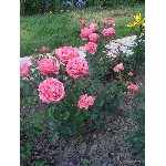 Растения объявление но. 2458094: Саженцы роз с доставкой из питомника по Москве и Подмосковье