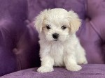 Собаки, щенки объявление но. 2467624: Щенки мальтийской болонки от Ирлайн-дог