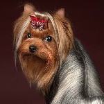 В продаже щенки йоркширского терьера.  Они украсят вам и вашим детям вашу жизнь и вы будете благодарны за каждую минуту,  проведенную с ними.  Документы РКФ,  клеймо.  Помощь и советы в выращивании.   ...