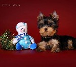 Собаки, щенки объявление но. 2467780: Щенки йоркширского терьера