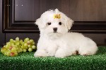 .  Ирлайн-дог предлагает к продаже щенков мальтийской болонки .  Щеночки здоровы ,  активны.  Документы РКФ,  клеймо.  Помощь и консультации в выращивание.  (Viber,  Whatsapp);  Доставка по России и М ...