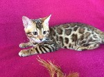 Питомник монопородный педлагает бенгальских котят от родителей интерчемпионов в разведение или для души.  Идеальные породные данные.  Розетка на чистом фоне.  Все документы и прививки по возрасту.  По ...