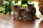 Услуги объявление но. 2478646: Бенгальские котята