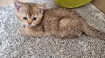 Разное объявление но. 2518290: Британские короткошерстные ласковые привытые котята