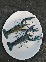 Разное объявление но. 2528172: Австралийский красноклешневый рак