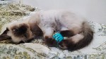 Милый,  красивый и прекрасный Сиамский котёнок с замечательным характером ждёт любящую семью ...