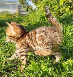 Предлагаются к продаже бенгальские котята 8.07.2022 года рождения.  Миниатюрные леопарды у вас дома! Красивая яркая розетка на золоте.  Глиттерная,  шелковистая шерстка.  Очень умные,  игривые,  ласко ...