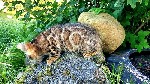 Кошки, котята объявление но. 2574444: Бенгальские котята.