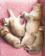 Продам котят британской короткошерстной золотой шиншиллы.  
Дата рождения котят 07.08.2022,  в наличии 2 котика и 1 кошечка
Домашний питомник зарегистрирован в Польше в Международном Клубе Короткоше ...