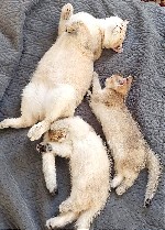 Кошки, котята объявление но. 2593538: Продам котят британской короткошерстной золотой шиншиллы.