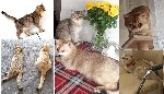 Кошки, котята объявление но. 2593538: Продам котят британской короткошерстной золотой шиншиллы.