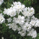 Саженцы чубушника (жасмина) купить в Москве с доставкой и посадкой по Московской области из питомника Арбор.  
Более 15 лет занимаемся выращиванием саженцев декоративных и плодовых культур.  

Сред ...