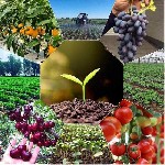 "«СИЛА КРЕМНИЯ» - это комплекс из наночастиц минералов,  необходимых для правильного развития растений,  основой которого являются наночастицы чистого кремния в свободной,  несвязанной форме.  Примене ...