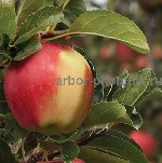 Растения объявление но. 2611457: Крупномеры яблонь,  саженцы яблони и плодовых деревьев в Москве и Подмосковье из питомника