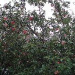 Растения объявление но. 2611457: Крупномеры яблонь,  саженцы яблони и плодовых деревьев в Москве и Подмосковье из питомника