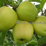 Растения объявление но. 2611457: Крупномеры яблонь,  саженцы яблони и плодовых деревьев в Москве и Подмосковье из питомника