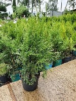 В нашем питомнике вы сможете найти качественные саженцы декоративных и плодовых деревьев,  удобрения и аксессуары,  траву газонную и грунты.  Туи Западные и Восточные,  ели,  пихты,  лиственные деревь ...