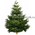 Датские пихты Нордмана купить в Москве напрямую из питомника Арбор.  Лучщие цены на пихты Нордмана для Нового Года 2022-2023.  

Питомник Арбор предлагает пихты Нордмана из Дании высотой от 1 метров ...