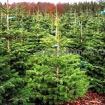 Растения объявление но. 2633373: Пихта Нордмана купить в Москве,  в горшках и срезанные из Дании