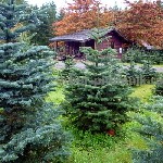 Растения объявление но. 2633373: Пихта Нордмана купить в Москве,  в горшках и срезанные из Дании