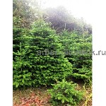 Растения объявление но. 2633373: Пихта Нордмана купить в Москве,  в горшках и срезанные из Дании