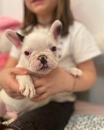 Собаки, щенки объявление но. 2677824: Прекрасные щенки французского бульдога