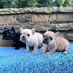 Высококачественные щенки французского бульдога кобели и суки (100% чистокровные).  Красиво и Здорово! Проверено ветеринаром,  в настоящее время на прививки/глисты и микрочипы.  Прекрасный нрав и выдаю ...