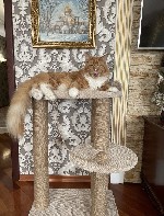 Дана модель будиночка є прекрасним вибором і рішенням,  якщо у вас є активний домашній вихованець.  Зроблена з якісних і екологічно чистих матеріалів.  
Перевага
- Займає мінімум місця 
- Ручна роб ...