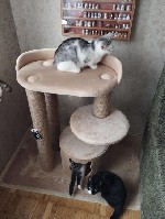 Разное объявление но. 2690519: Будиночки для котиків.  Царапкі,  когтєточкі