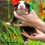 Услуги объявление но. 2692174: Щенки бернских зенненхундов