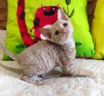 Котик кремового окраса уральский рекс.  Д.  р.  1 января.  

Кремовый котенок мальчик вырастет в красавца кота с кудрявой практически не линяющей шерстью.  С детства понимайте его – тогда будет супе ...