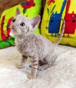 Услуги объявление но. 2705198: кудрявые котята рекс