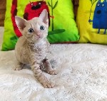 Услуги объявление но. 2705198: кудрявые котята рекс