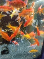 Нетрадиционная медицина объявление но. 2739532: Винагорода до 60 000 грн.  Робота для жінок