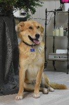 Отдам в хорошие руки объявление но. 2744020: Ник собака с тяжелой судьбой