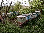 Разное объявление но. 2788914: Пчёлы и улья