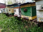 Разное объявление но. 2788914: Пчёлы и улья