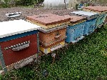 Разное объявление но. 2788914: Пчёлы и улья