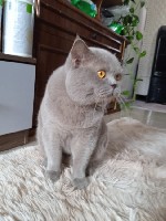 Спокойный но настойчивый британец приглашает скромниц и не только на взаимоприятное свидание! ...