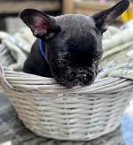 Собаки, щенки объявление но. 2834709: Щенки французского бульдога готовы к переезду