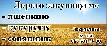 Разное объявление но. 2857510: Дорого закуповуємо пшеницю,  кукурудзу,  соняшник