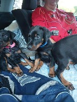 Услуги объявление но. 2894259: Щенки добермана