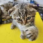Шотландские котята ищут новый дом.  Приучены к лотку и сухому корму .  В связи с переездом снизили цену ...