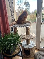 Разное объявление но. 2900848: Нерухомість для ваших котиків